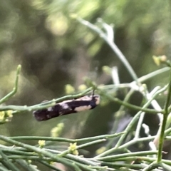 Monopis icterogastra at Ainslie, ACT - 24 Feb 2023 04:18 PM