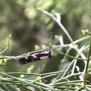 Monopis icterogastra at Ainslie, ACT - 24 Feb 2023 04:18 PM