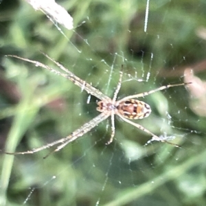 Leucauge sp. (genus) at Ainslie, ACT - 24 Feb 2023