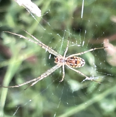 Leucauge sp. (genus) (Silver Orb-weaver) at Mount Ainslie - 24 Feb 2023 by Hejor1