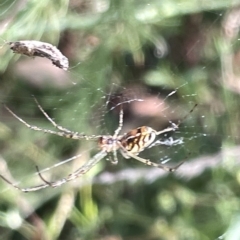 Leucauge sp. (genus) at Ainslie, ACT - 24 Feb 2023