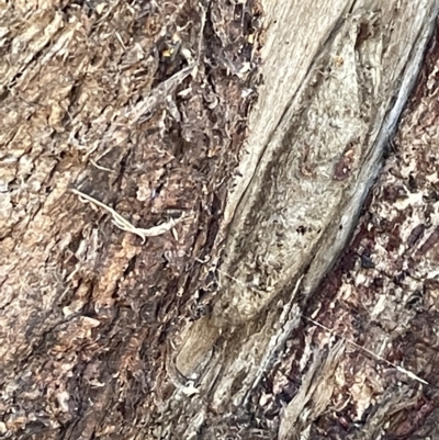 Psychidae (family) IMMATURE at Mount Ainslie - 24 Feb 2023 by Hejor1