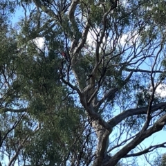 Platycercus elegans (Crimson Rosella) at Ainslie, ACT - 24 Feb 2023 by Hejor1