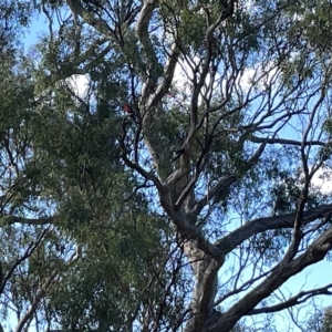 Platycercus elegans at Ainslie, ACT - 24 Feb 2023