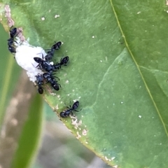 Ochetellus sp. (genus) (Black House Ant) at Mount Ainslie - 24 Feb 2023 by Hejor1
