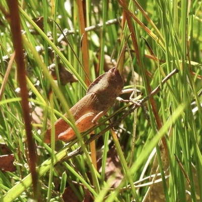 Goniaea australasiae (Gumleaf grasshopper) at Morton National Park - 25 Jan 2023 by GlossyGal