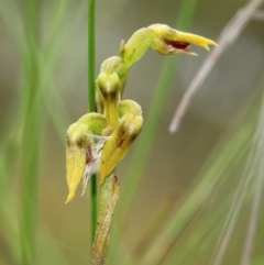 Corunastylis sagittifera (Horned Midge Orchid) at Wingecarribee Local Government Area - 23 Feb 2023 by Snowflake