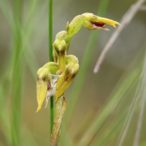 Corunastylis sagittifera at Glenquarry, NSW - suppressed