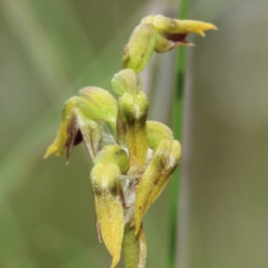 Corunastylis sagittifera at Glenquarry, NSW - suppressed