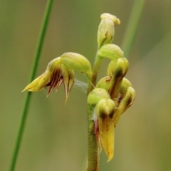 Corunastylis sagittifera at Glenquarry, NSW - suppressed