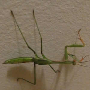 Pseudomantis albofimbriata at Queanbeyan, NSW - 24 Feb 2023