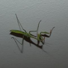 Pseudomantis albofimbriata at Queanbeyan, NSW - 24 Feb 2023