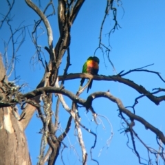 Trichoglossus moluccanus (Rainbow Lorikeet) at Bonegilla, VIC - 24 Feb 2023 by Darcy