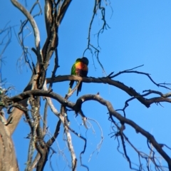 Trichoglossus moluccanus at Bonegilla, VIC - 25 Feb 2023 08:23 AM