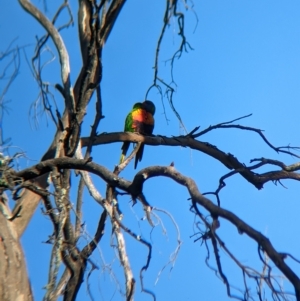 Trichoglossus moluccanus at Bonegilla, VIC - 25 Feb 2023 08:23 AM