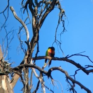 Trichoglossus moluccanus at Bonegilla, VIC - 25 Feb 2023 08:23 AM