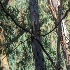 Ceyx azureus (Azure Kingfisher) at Splitters Creek, NSW - 24 Feb 2023 by Darcy