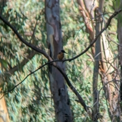 Ceyx azureus at Splitters Creek, NSW - 25 Feb 2023 09:26 AM