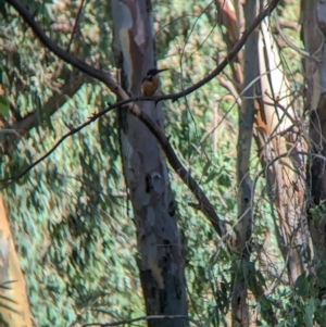 Ceyx azureus at Splitters Creek, NSW - 25 Feb 2023 09:26 AM