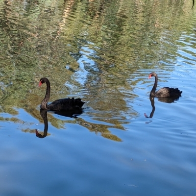 Cygnus atratus (Black Swan) at Splitters Creek, NSW - 25 Feb 2023 by Darcy