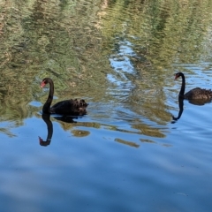 Cygnus atratus at Splitters Creek, NSW - 25 Feb 2023 09:46 AM