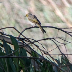 Ptilotula penicillata (White-plumed Honeyeater) at Wonga Wetlands - 24 Feb 2023 by Darcy