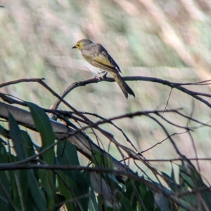 Ptilotula penicillata at Splitters Creek, NSW - 25 Feb 2023 09:51 AM