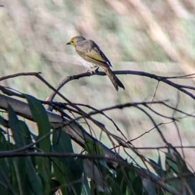 Ptilotula penicillata (White-plumed Honeyeater) at Albury - 24 Feb 2023 by Darcy