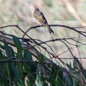 Ptilotula penicillata at Splitters Creek, NSW - 25 Feb 2023 09:51 AM