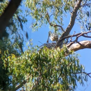 Platalea flavipes at Splitters Creek, NSW - 25 Feb 2023