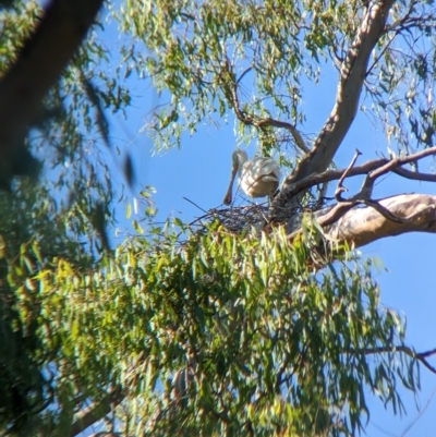 Platalea flavipes (Yellow-billed Spoonbill) at Splitters Creek, NSW - 25 Feb 2023 by Darcy