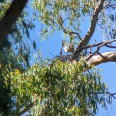 Platalea flavipes (Yellow-billed Spoonbill) at Splitters Creek, NSW - 24 Feb 2023 by Darcy