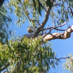 Platalea flavipes at Splitters Creek, NSW - 25 Feb 2023 09:56 AM