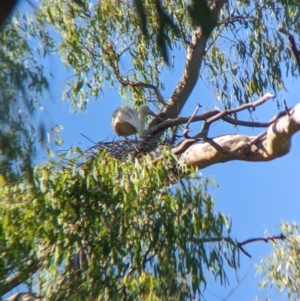 Platalea flavipes at Splitters Creek, NSW - 25 Feb 2023 09:56 AM