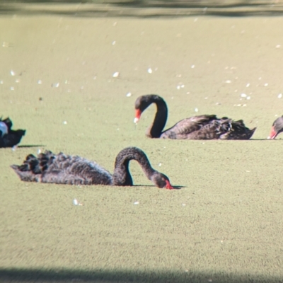 Cygnus atratus (Black Swan) at Wonga Wetlands - 24 Feb 2023 by Darcy