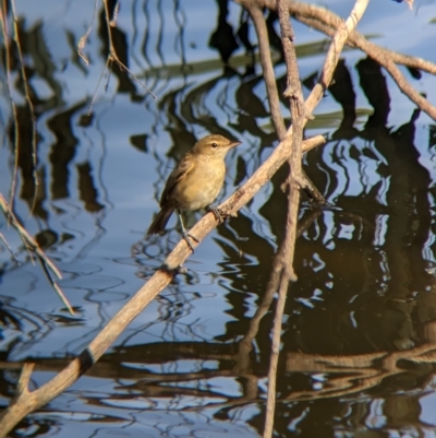 Acrocephalus australis (Australian Reed-Warbler) at Albury - 24 Feb 2023 by Darcy