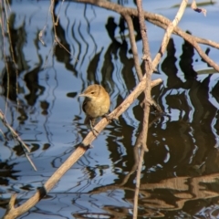 Acrocephalus australis at Splitters Creek, NSW - 25 Feb 2023 10:06 AM