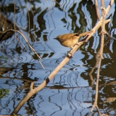 Acrocephalus australis at Splitters Creek, NSW - 25 Feb 2023 10:06 AM