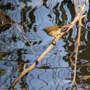 Acrocephalus australis at Splitters Creek, NSW - 25 Feb 2023 10:06 AM