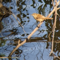 Acrocephalus australis at Splitters Creek, NSW - 25 Feb 2023 10:06 AM