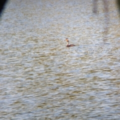 Podiceps cristatus (Great Crested Grebe) at Wonga Wetlands - 24 Feb 2023 by Darcy