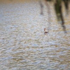 Podiceps cristatus at Splitters Creek, NSW - 25 Feb 2023 10:15 AM