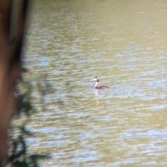 Podiceps cristatus at Splitters Creek, NSW - 25 Feb 2023 10:15 AM