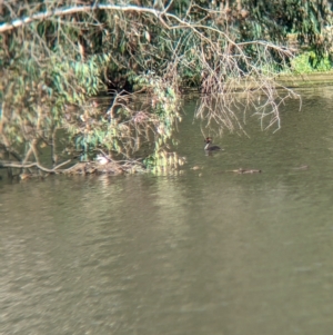 Podiceps cristatus at Splitters Creek, NSW - 25 Feb 2023 10:15 AM