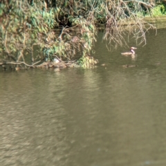 Podiceps cristatus at Splitters Creek, NSW - 25 Feb 2023 10:15 AM