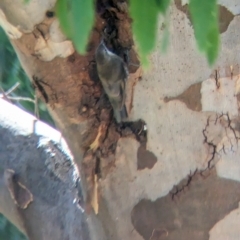 Cormobates leucophaea (White-throated Treecreeper) at Wonga Wetlands - 24 Feb 2023 by Darcy