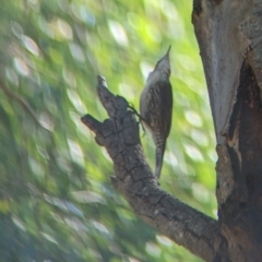 Cormobates leucophaea at Splitters Creek, NSW - 25 Feb 2023 10:27 AM