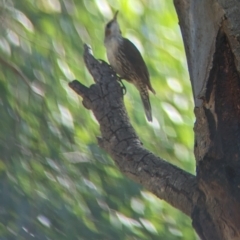 Cormobates leucophaea at Splitters Creek, NSW - 25 Feb 2023