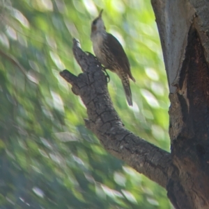 Cormobates leucophaea at Splitters Creek, NSW - 25 Feb 2023 10:27 AM