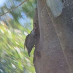 Cormobates leucophaea at Splitters Creek, NSW - 25 Feb 2023 10:27 AM